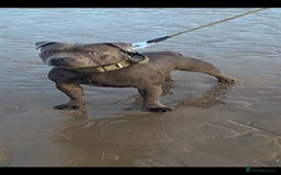 Staffordshire Bull Terrier dogs for stud: PROVEN Staffordshire bull terrier stud  - Image 3