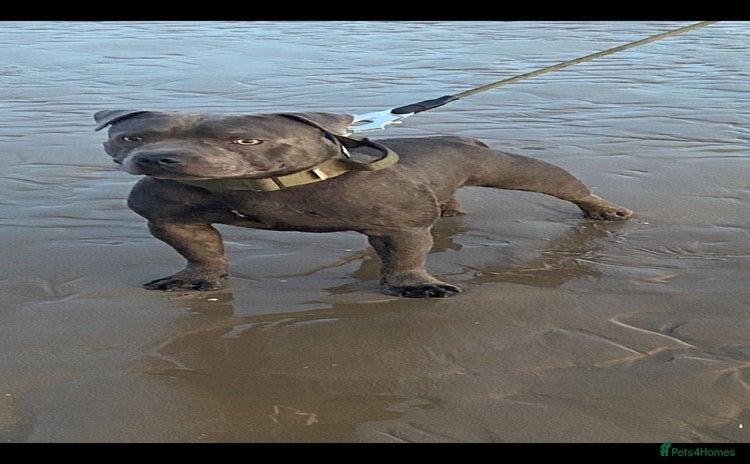 Staffordshire Bull Terrier dogs - Advert 1
