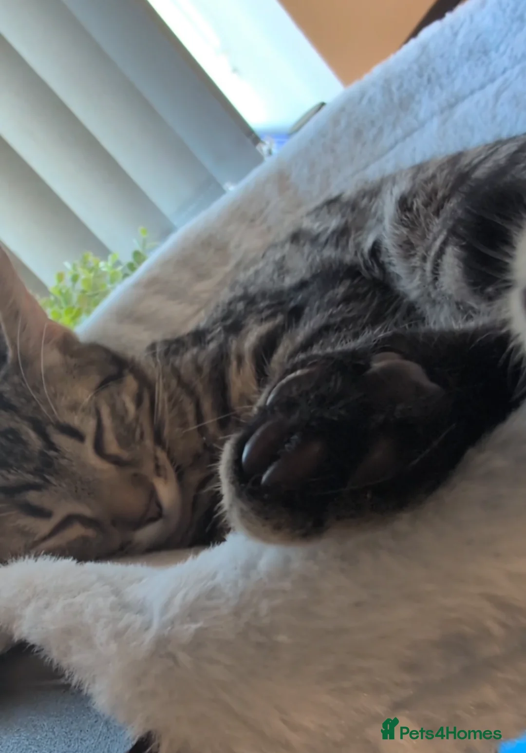 European cats for sale: Male kitten available for a good home - Advert 2