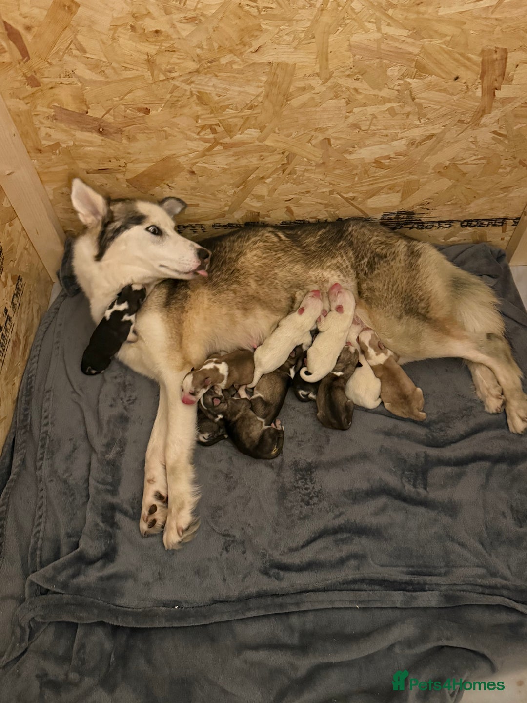 Siberian Husky dogs for sale: 11 stunning Siberian husky puppies for sale  - Image 1