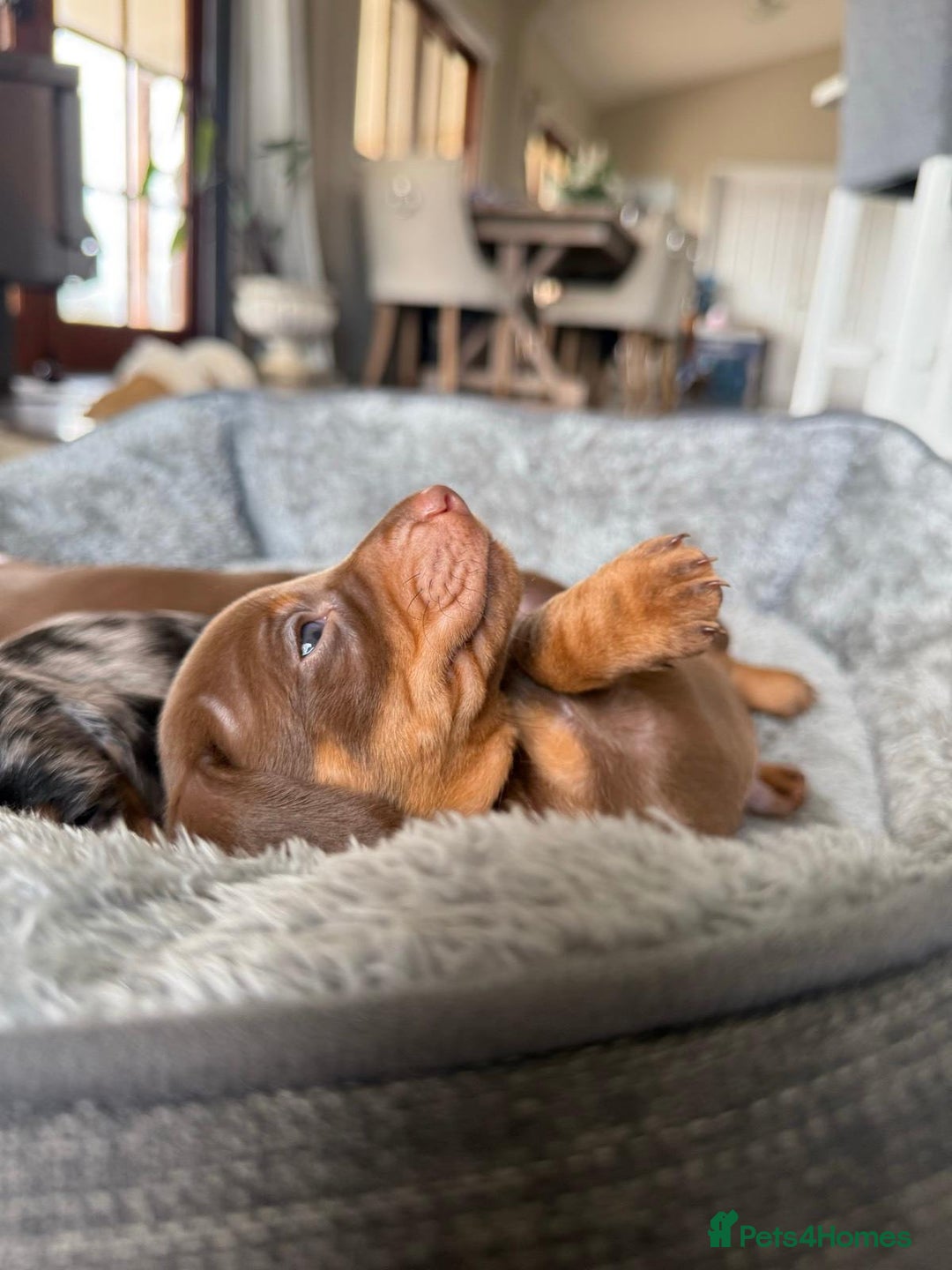 Miniature Dachshund dogs for sale: Truly Purebred Miniature Dachshunds puppies - Image 4