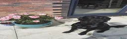Labrador Retriever dogs for sale: Pedigree Labrador Retriever pups in Much Wenlock - Advert 8
