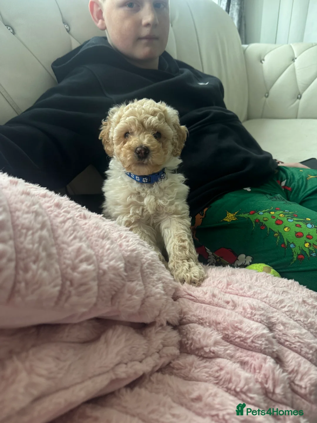 Yorkiepoo dogs for sale: Beautiful boy - Advert 4