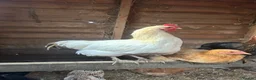 Chickens poultry for sale: 2x Cockerel’s for FREE in Buxton - Advert 1