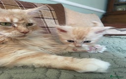 Maine Coon cats for sale: Maine coon babies  - Image 8
