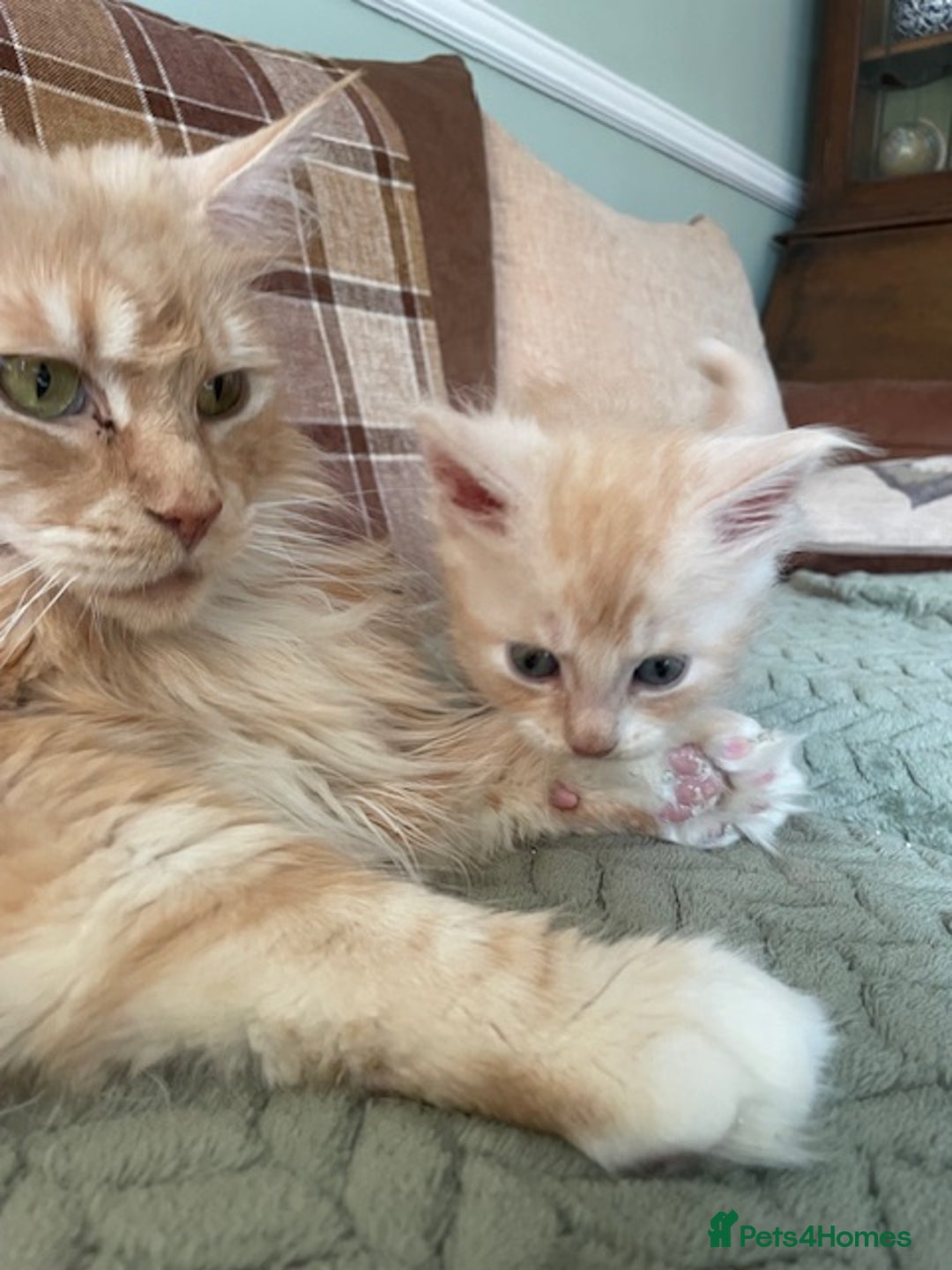 Maine Coon cats for sale: Maine coon babies  - Image 8