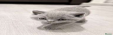 British Shorthair Kitten 2