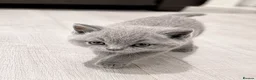 British Shorthair cats for sale: 🐾Full Pedigree Blue British Shorthair Kittens🐾 - Advert 4