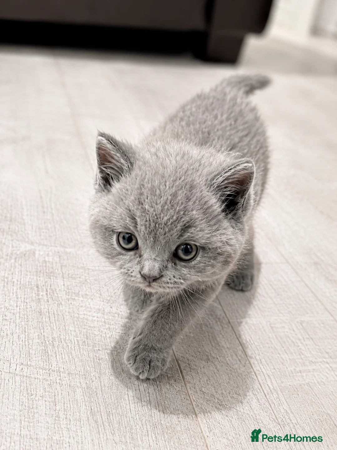British Shorthair cats for sale: 🐾Full Pedigree Blue British Shorthair Kittens🐾 - Advert 4