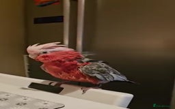 Cockatoo birds for sale: Male gala cockatoo silly tame hand reared + DNA - Image 3