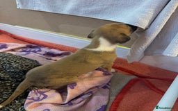 Whippet dogs for sale: Stunning whippets JUST ONE BOY LEFT - Image 17