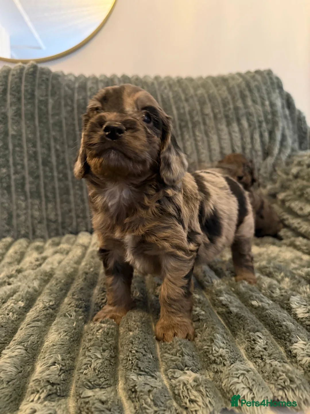 Cockapoo dogs for sale: MERLE COCKAPOO PUPPIES - Advert 2