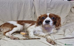 Cavapoo dogs for sale: Cavapoo puppies  - Image 19