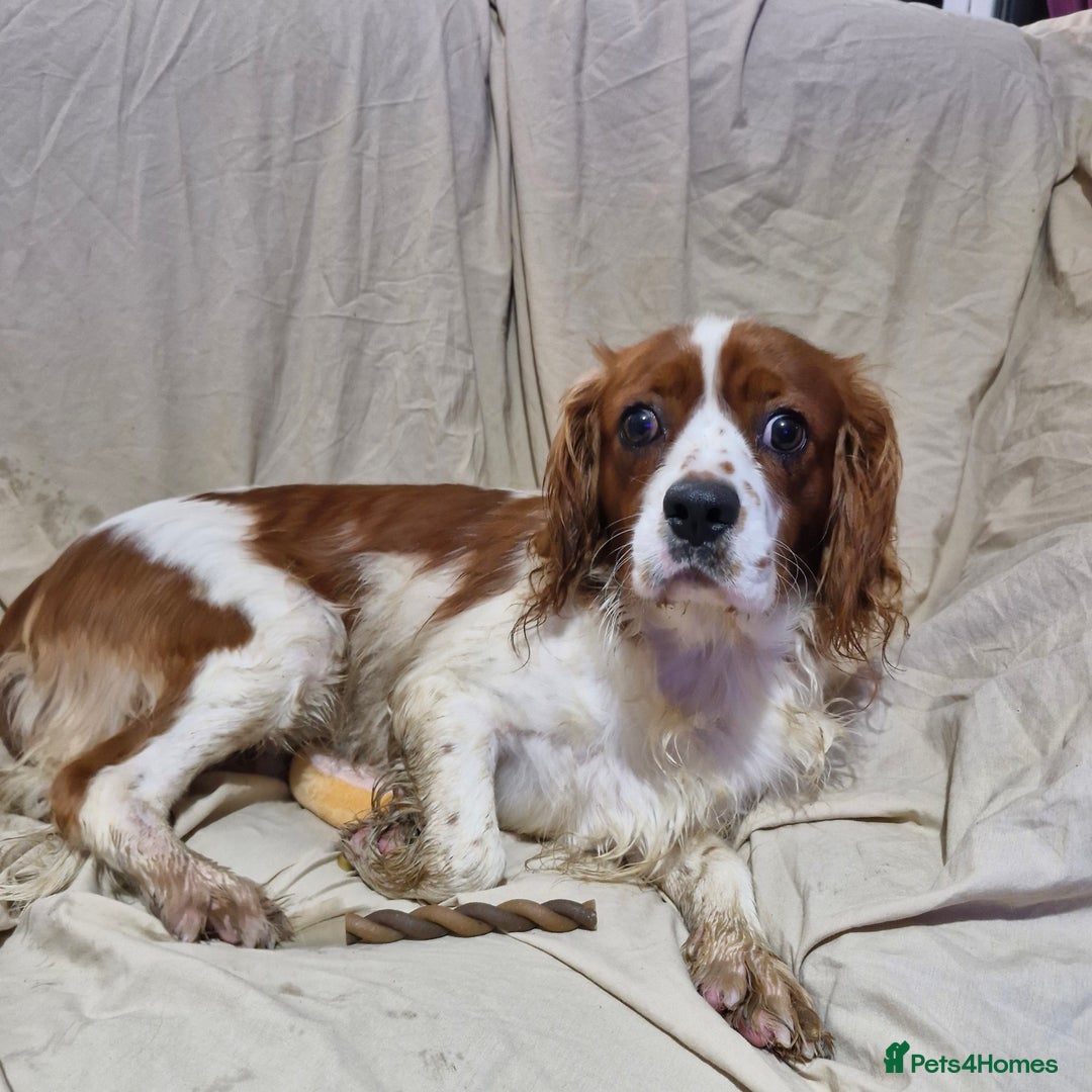 Cavapoo dogs for sale: Cavapoo puppies  - Image 19