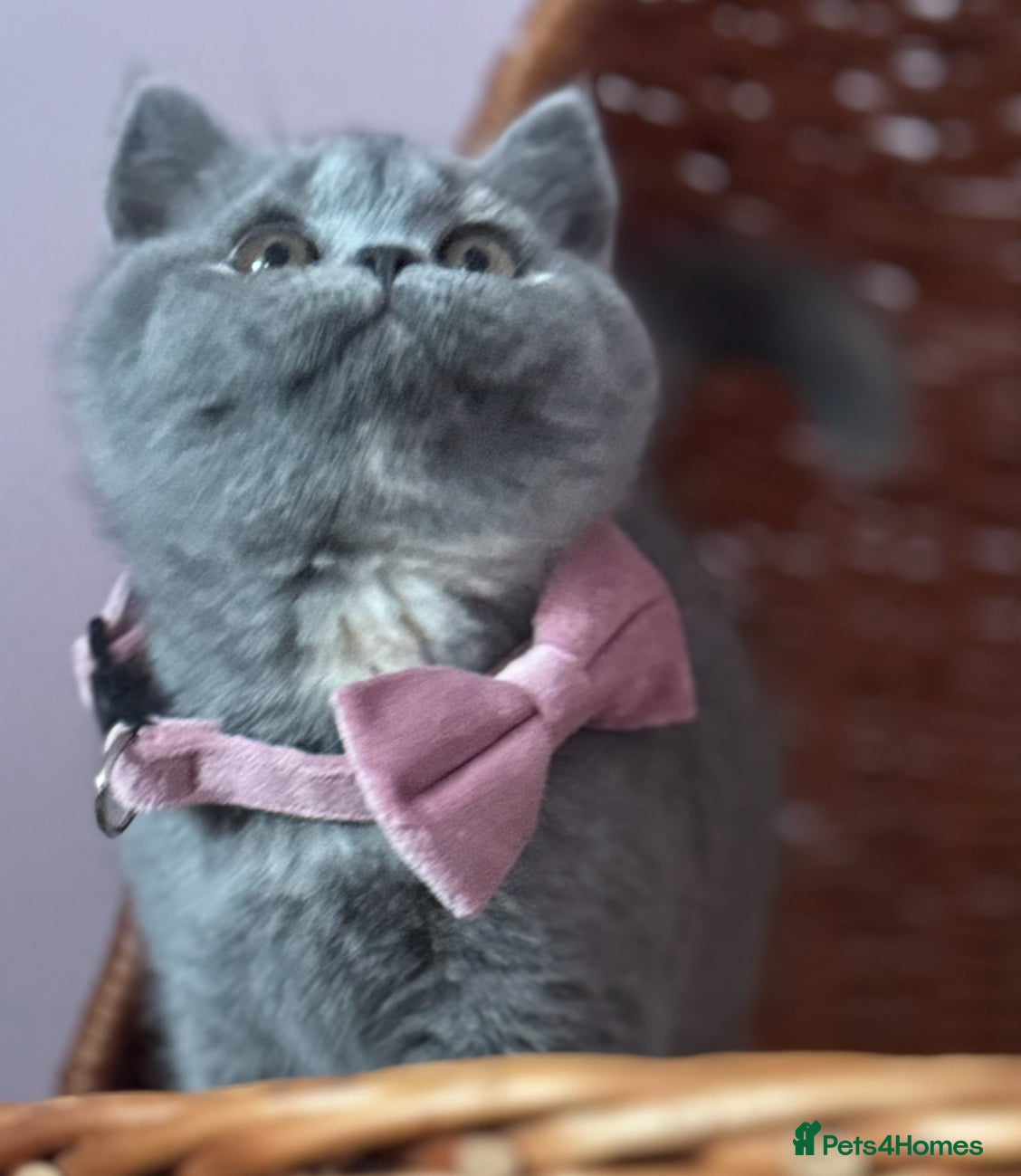 British Shorthair cats Blue tortie ready from Friday TICA can deliver  - Advert 14