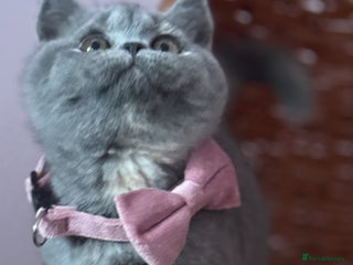 British Shorthair cats Blue tortie ready from Friday TICA can deliver - Advert 5