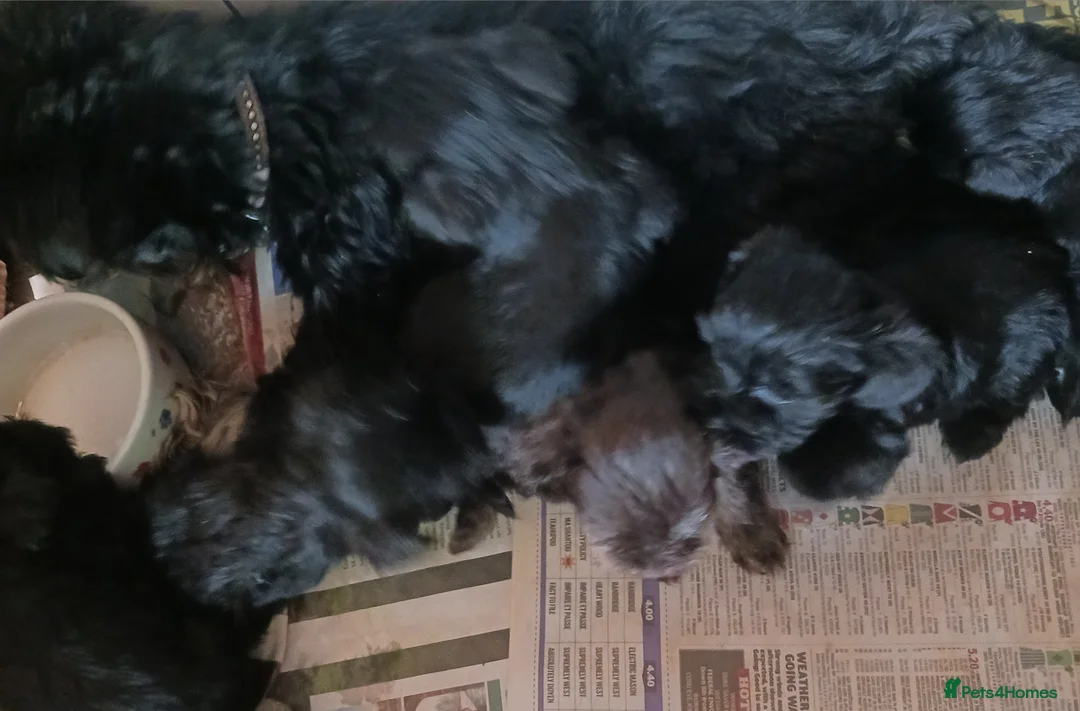 Miniature Schnauzer dogs for sale: SMALL MINI SCHNAUZERS - Advert 8