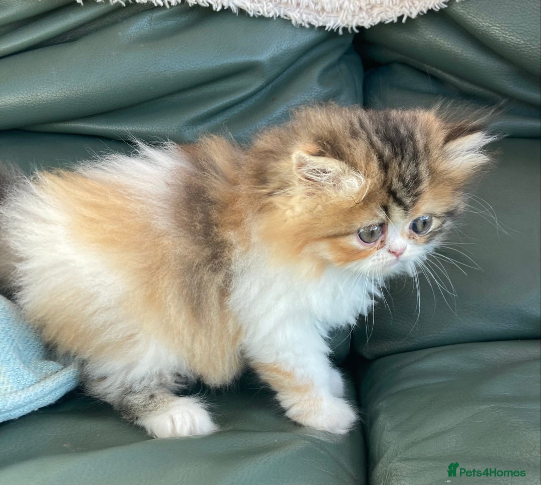 Persian cats for sale: Fluffy Persian Exotic kittens - Image 17