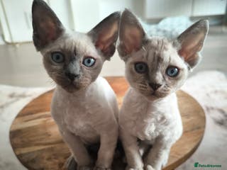 Devon Rex cats Devon Rex💕Blue Point Lynx Girl🩷Blue Point Boy💙 - Advert 5