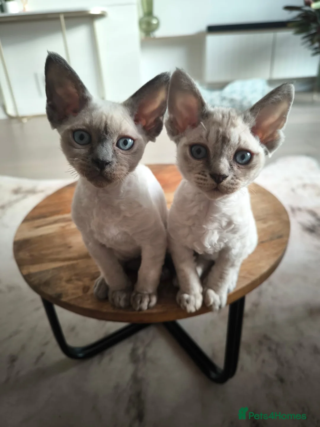 Devon Rex cats for sale: Devon Rex💕Blue Point Lynx Girl🩷 - Advert 1