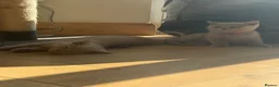 British Shorthair cats for sale: 3 gorgeous female lilac British shorthair kittens - Advert 7