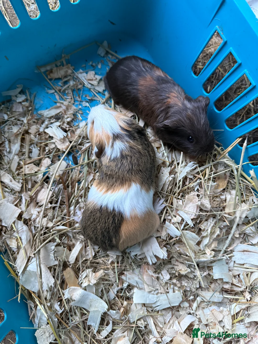 Guinea Pig rodents for sale: Baby guinea pigs for sale - Advert 2