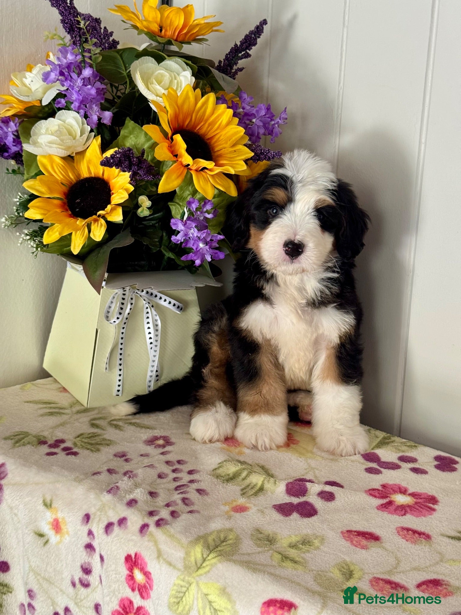 Bernedoodle dogs 6 medium size bernedoodle puppies boys - Advert 18