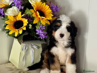 Bernedoodle dogs 6 medium size bernedoodle puppies boys - Advert 18
