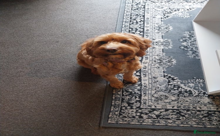 Cockapoo dogs - Advert 2