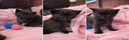 Maine Coon cats for sale: Maine coon mixed  - Advert 10