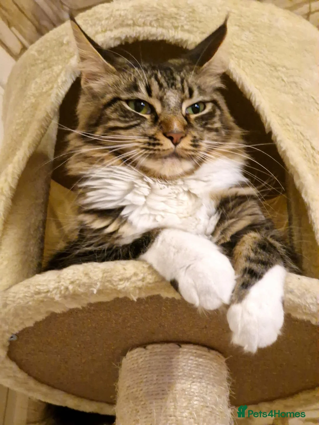 Maine Coon cats for sale: Adult cat sisters looking for a home together. in Bracknell - Advert 1