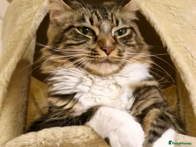 Maine Coon cats for sale: Adult cat sisters looking for a home together. - Advert 1