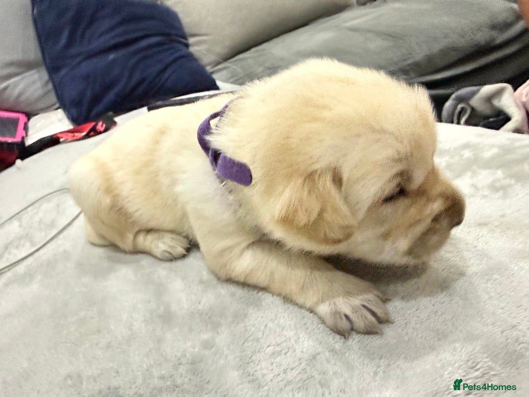 Golden Retriever dogs for sale: 6 golden retriever puppies for sale - Advert 11
