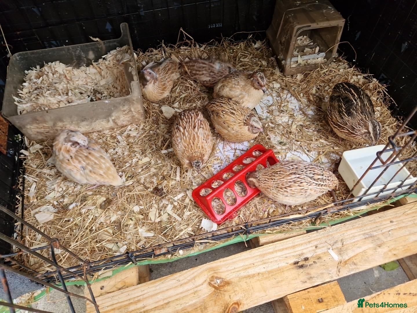 Quail poultry Quails  - Advert 1