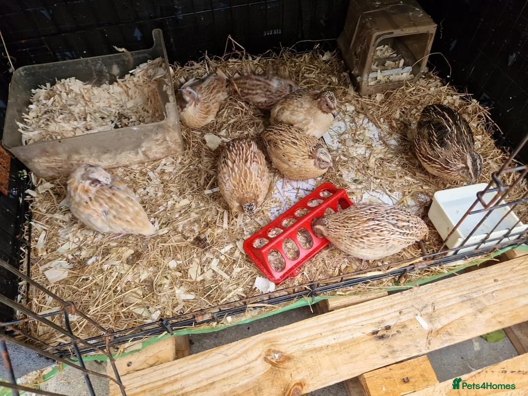 Quail poultry for sale: Quails  in Accrington - Advert 1