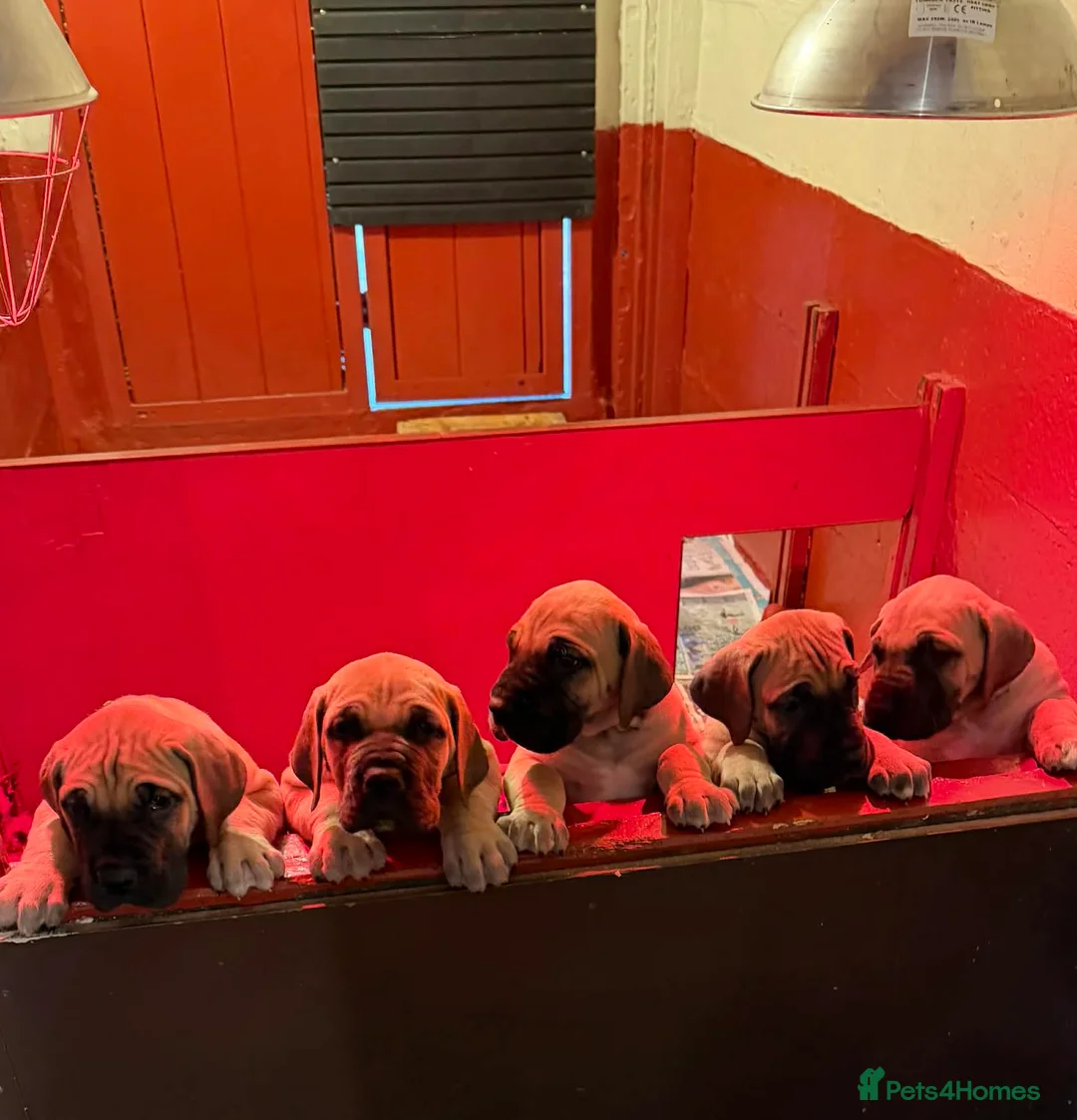 Great Dane dogs for sale: Primus Great Danes - Advert 3