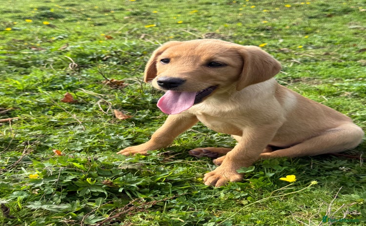 Labrador Retriever dogs in Lanark - Advert 2