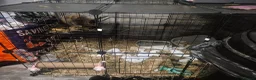 Lionhead rabbits for sale: Rabbit  in Gosport - Advert 1