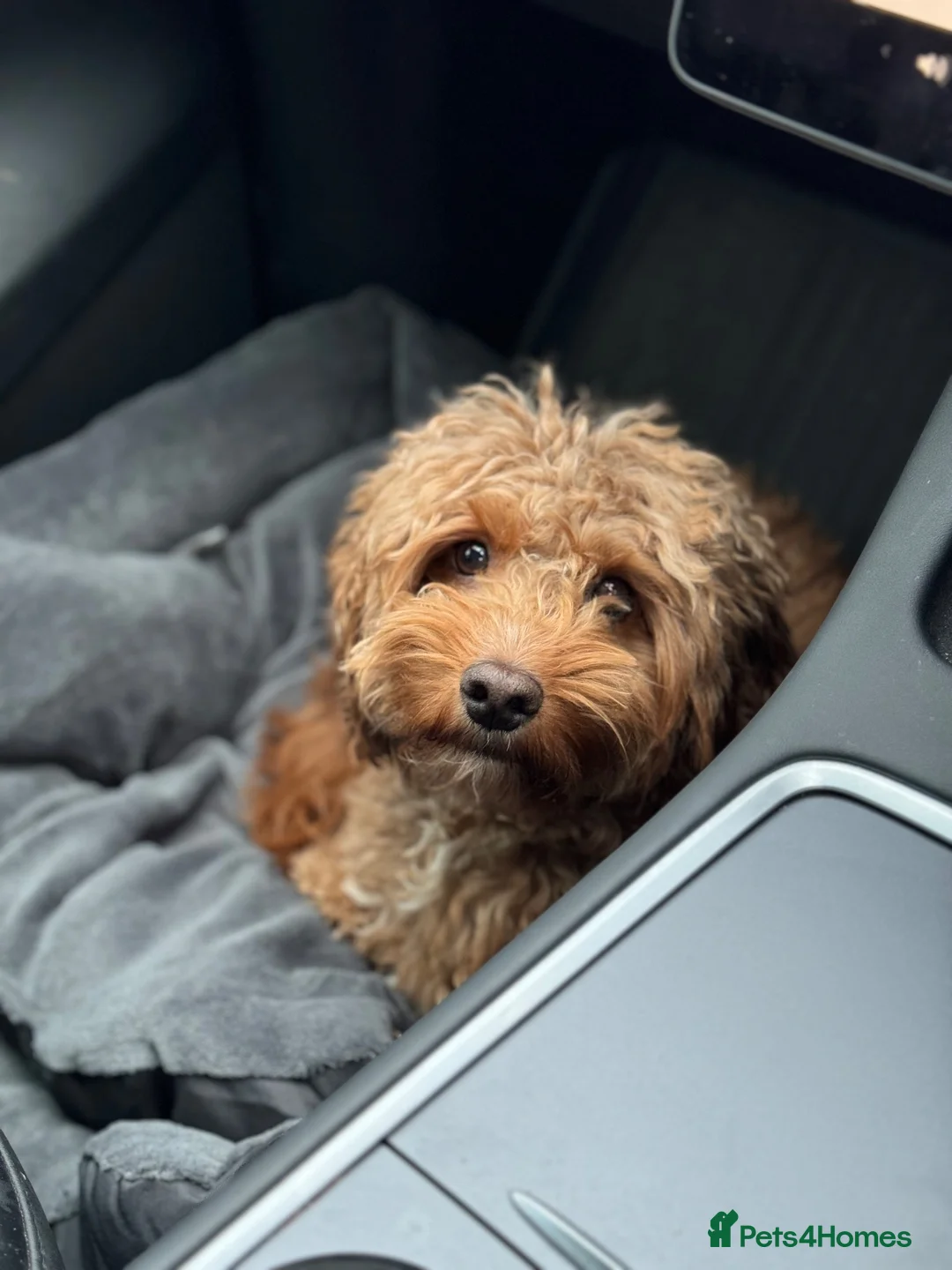 Cockapoo dogs for sale: Beloved 4 Year Old Cockapoo in Chester - Advert 4