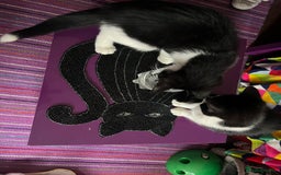 Mixed Breed cats for adoption: Rescue Brothers 6 months need forever home - Image 2