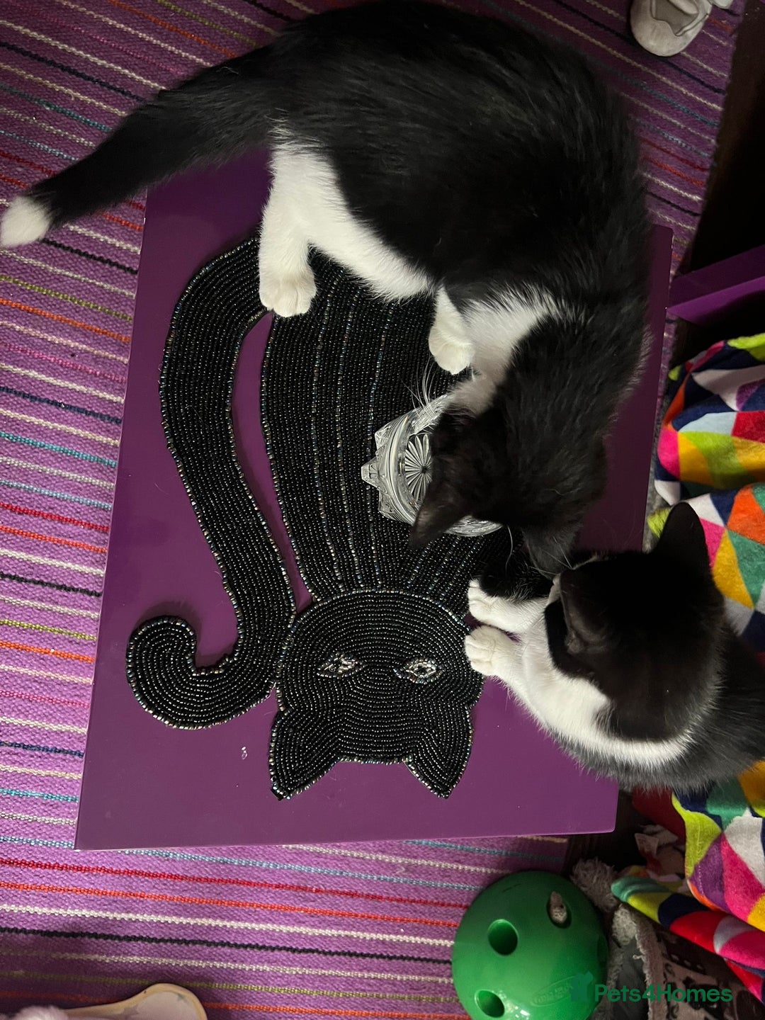 Mixed Breed cats for adoption: Rescue Brothers 6 months need forever home - Image 2