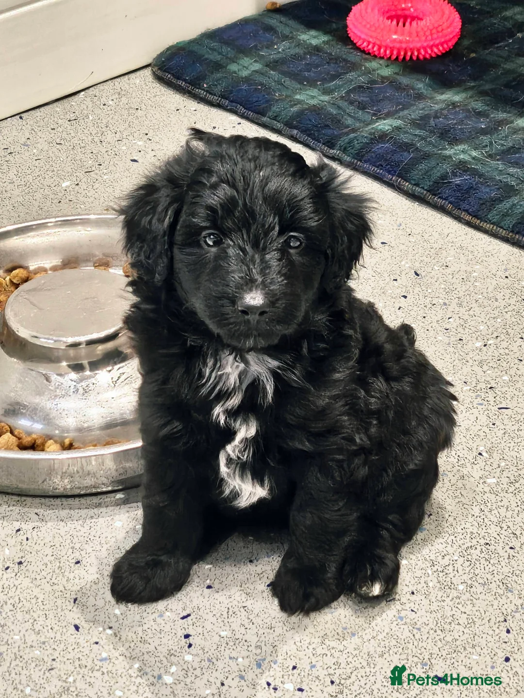 Bordoodle dogs for sale: The most wonderful Bordoodle puppies in the land! - Advert 7