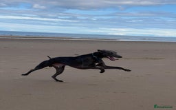 Whippet dogs for stud: Whippet for stud  in Elgin - Image 9