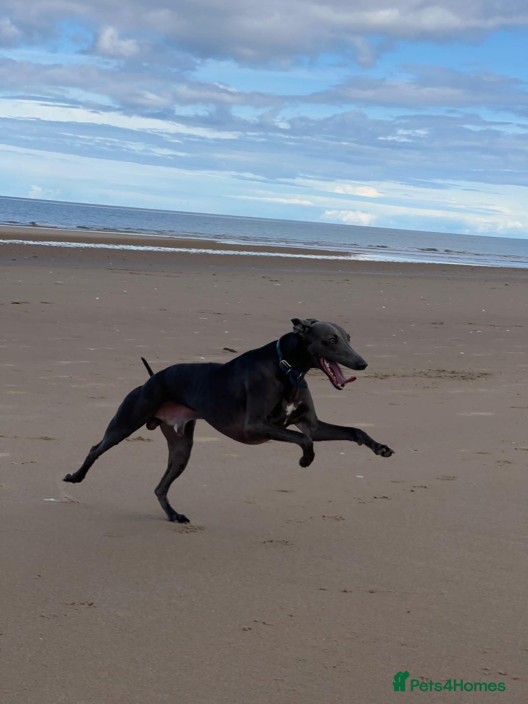 Whippet dogs for stud: Whippet for stud  in Elgin - Image 9