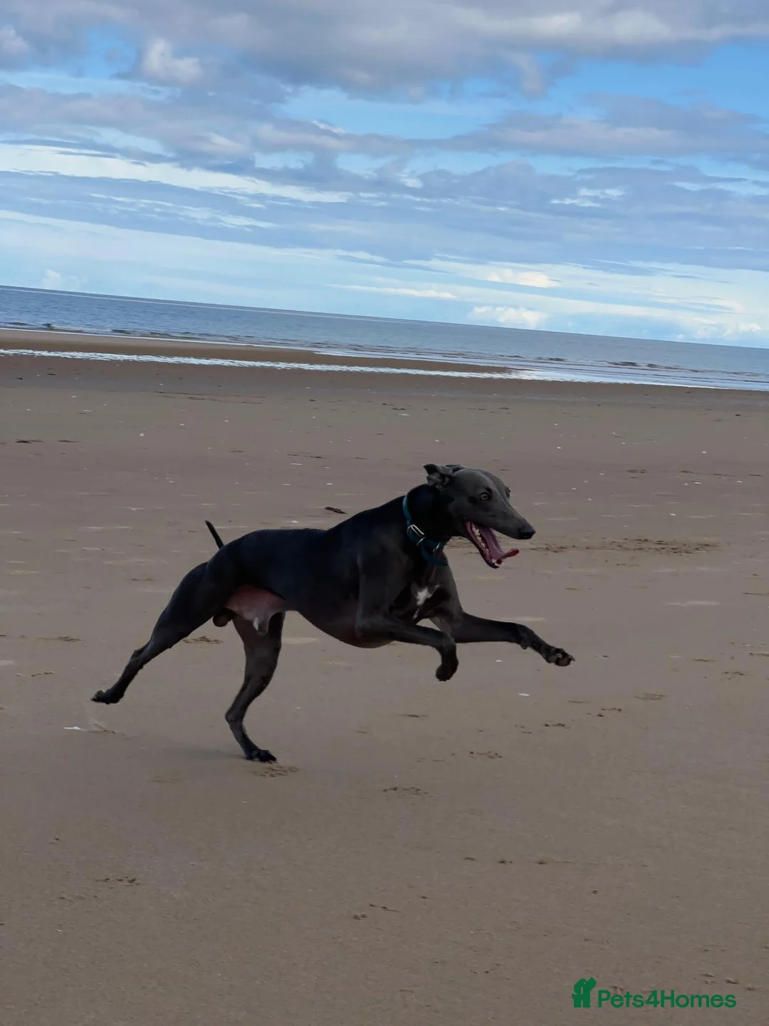 Whippet dogs for stud: Whippet for stud  in Elgin - Advert 9