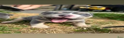 American Bully dogs for sale: Prizebullz x Clarkebullz pocket bullys  - Advert 7
