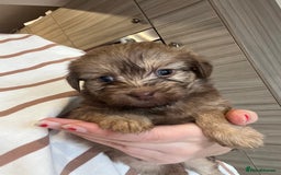 Mixed Breed dogs for sale: Chihuahua cross terrier puppies  - Image 21