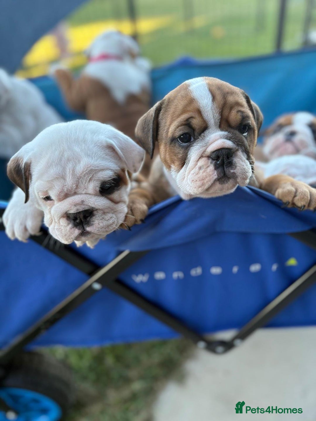 English Bulldog dogs for sale: Gorgeous Purebred English Bulldog Puppies - Image 4