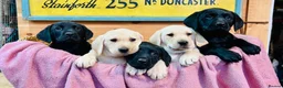 Labrador Retriever dogs for sale: KC Labrador Pups Chunky Traditional  Working - Advert 9