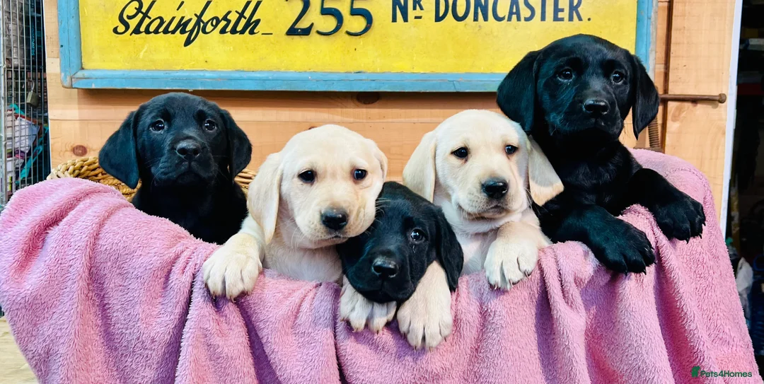 Labrador Retriever dogs for sale: KC Labrador Pups Chunky Traditional  Working - Advert 9
